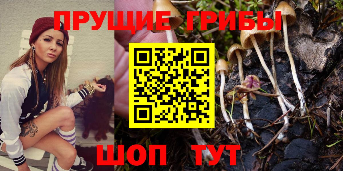 Владимир  Галлюциногенные грибы прущие грибы  Вход с VPN 